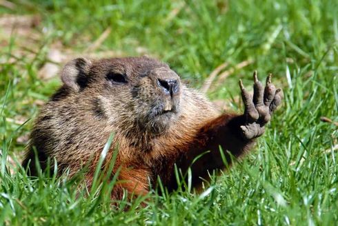 Ground Hog's Day Escape Plan